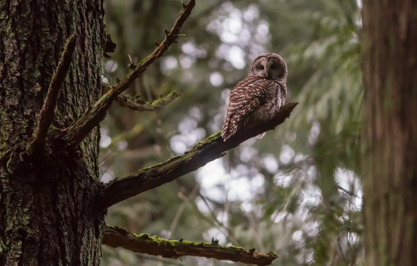 Фото обои дерево, Barred Owl, Пёстрая неясыть