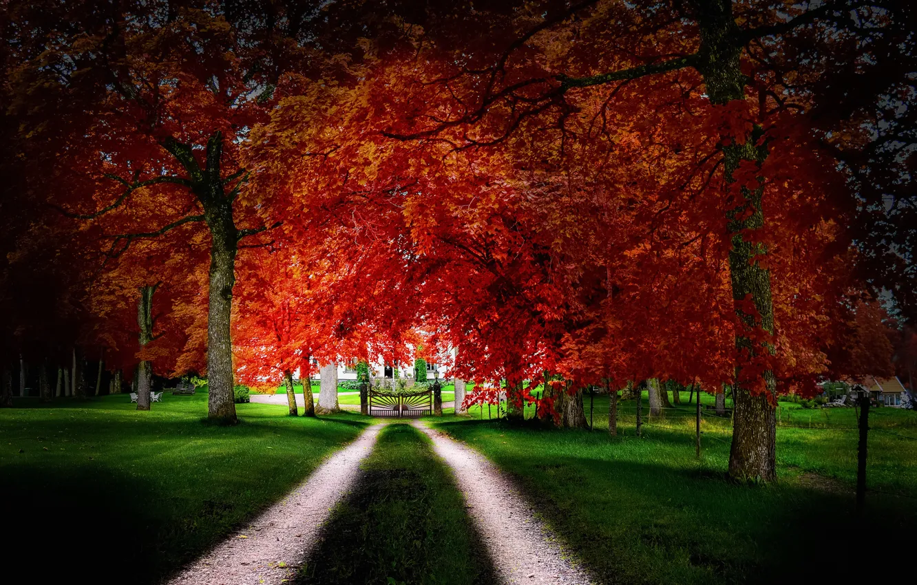 Фото обои дорога, осень, трава, листья, деревья, дом, ворота, двор