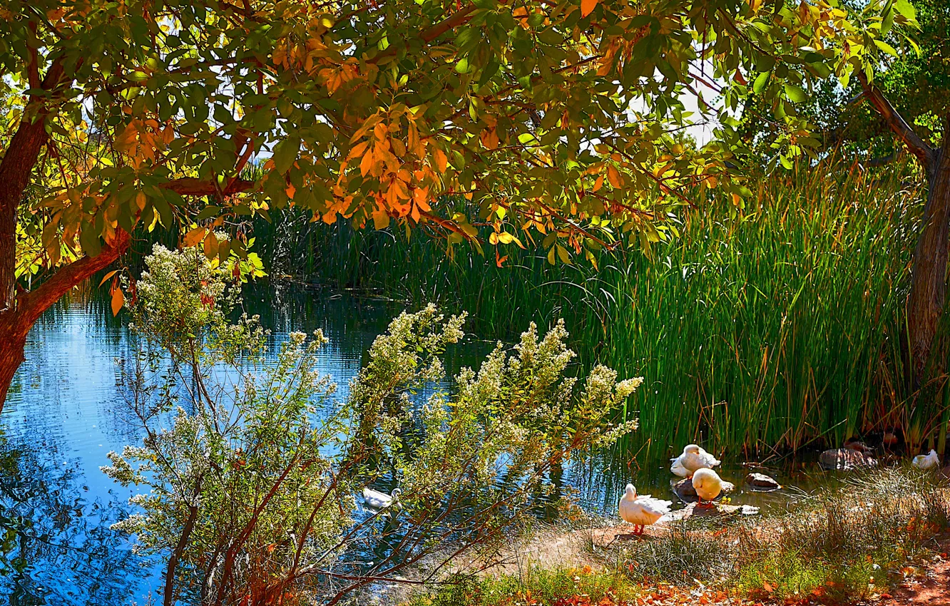 Фото обои осень, деревья, птицы, озеро, пруд