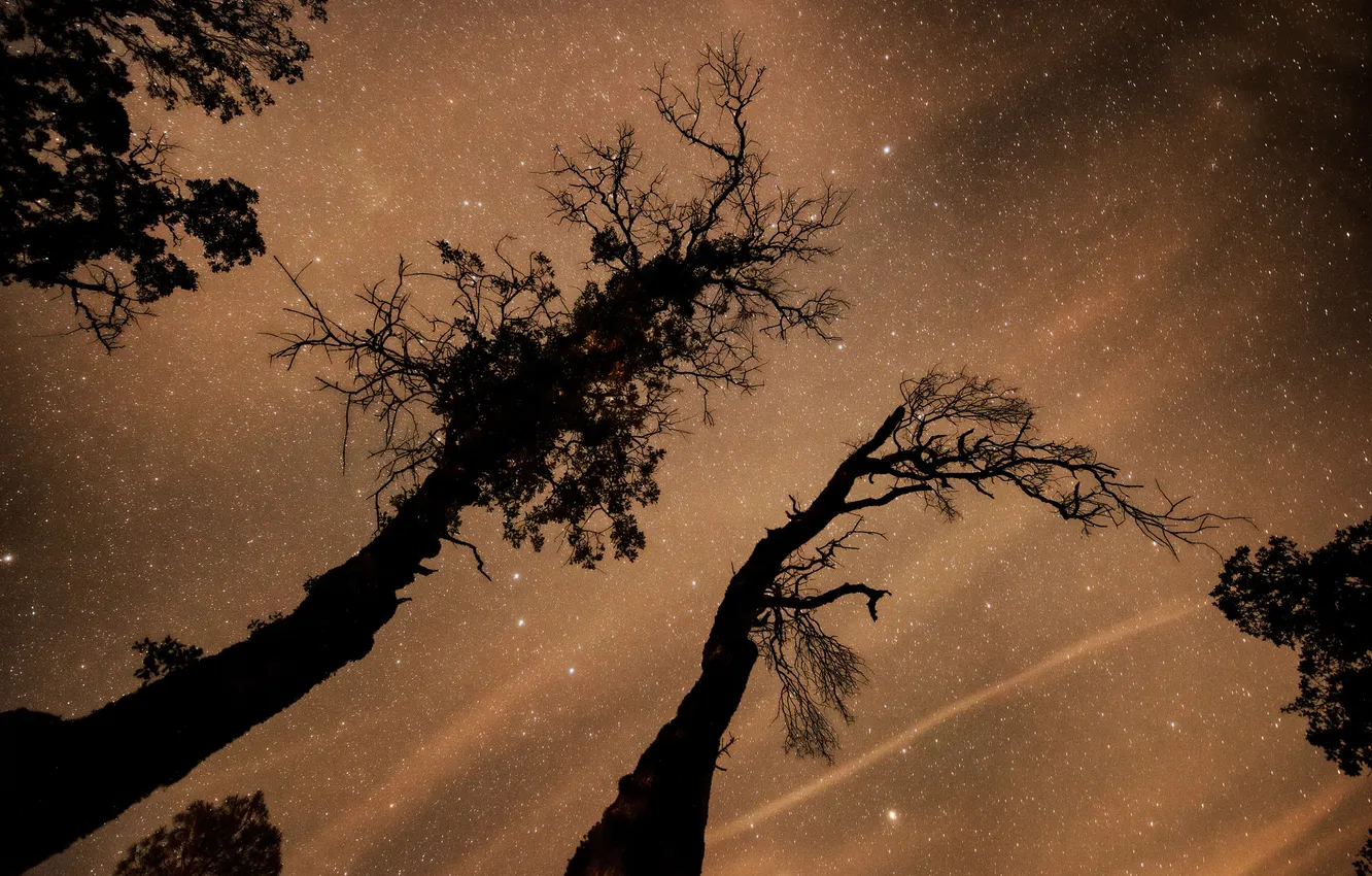 Фото обои космос, звезды, деревья, пространство