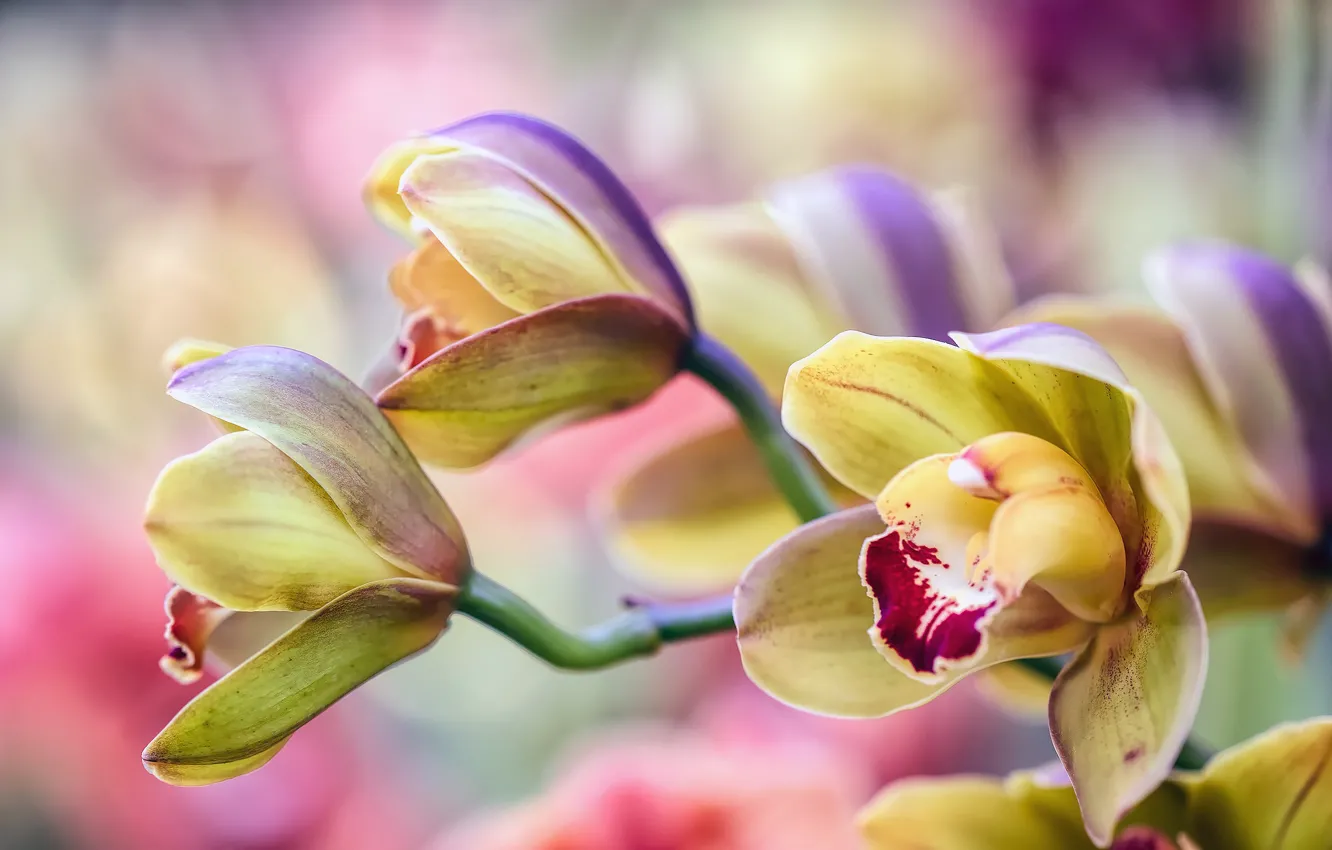 Фото обои цветы, размытие, желтые, лепестки, орхидеи, бутоны