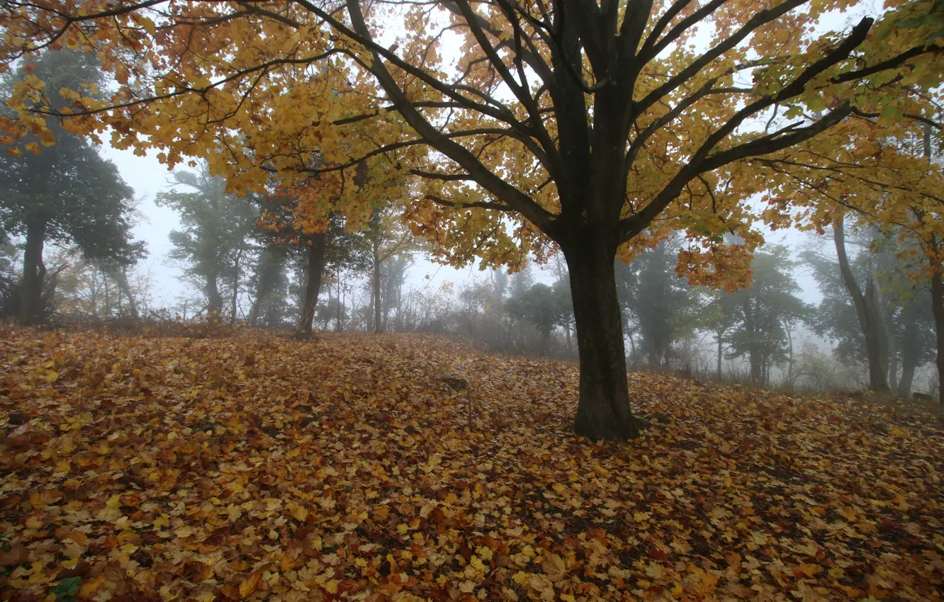 Фото обои Туман, Осень, Деревья, Fall, Листва, Autumn, November, Fog