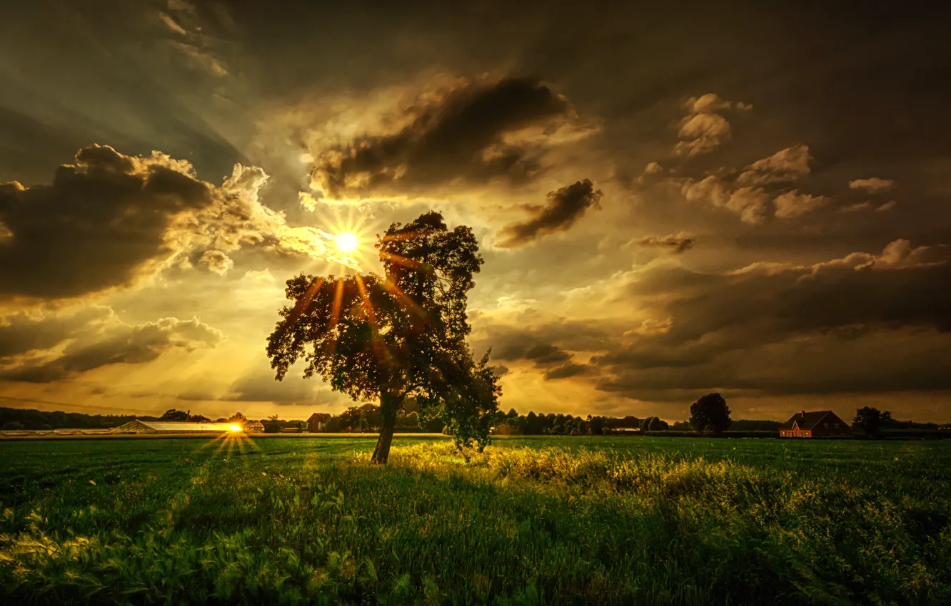 Фото обои поле, солнце, лучи, тучи, дерево
