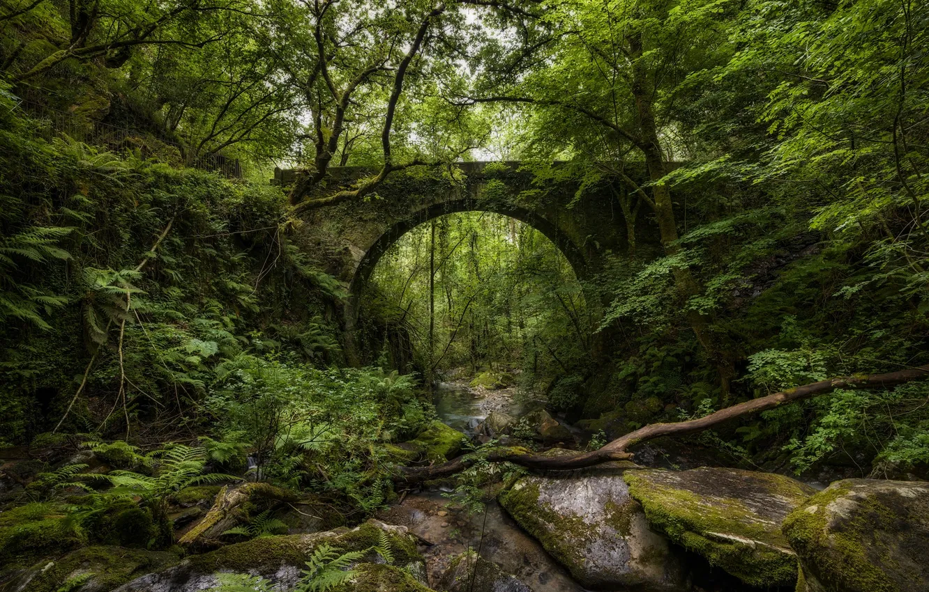 Фото обои лес, мост, природа, ручей