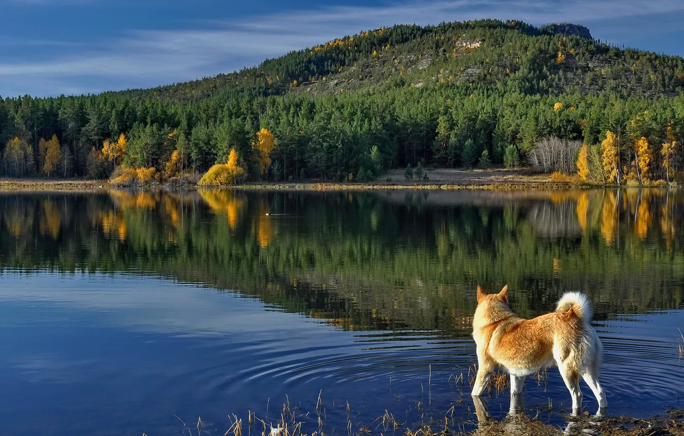 Фото обои осень, лес, природа, отражение, река, собака