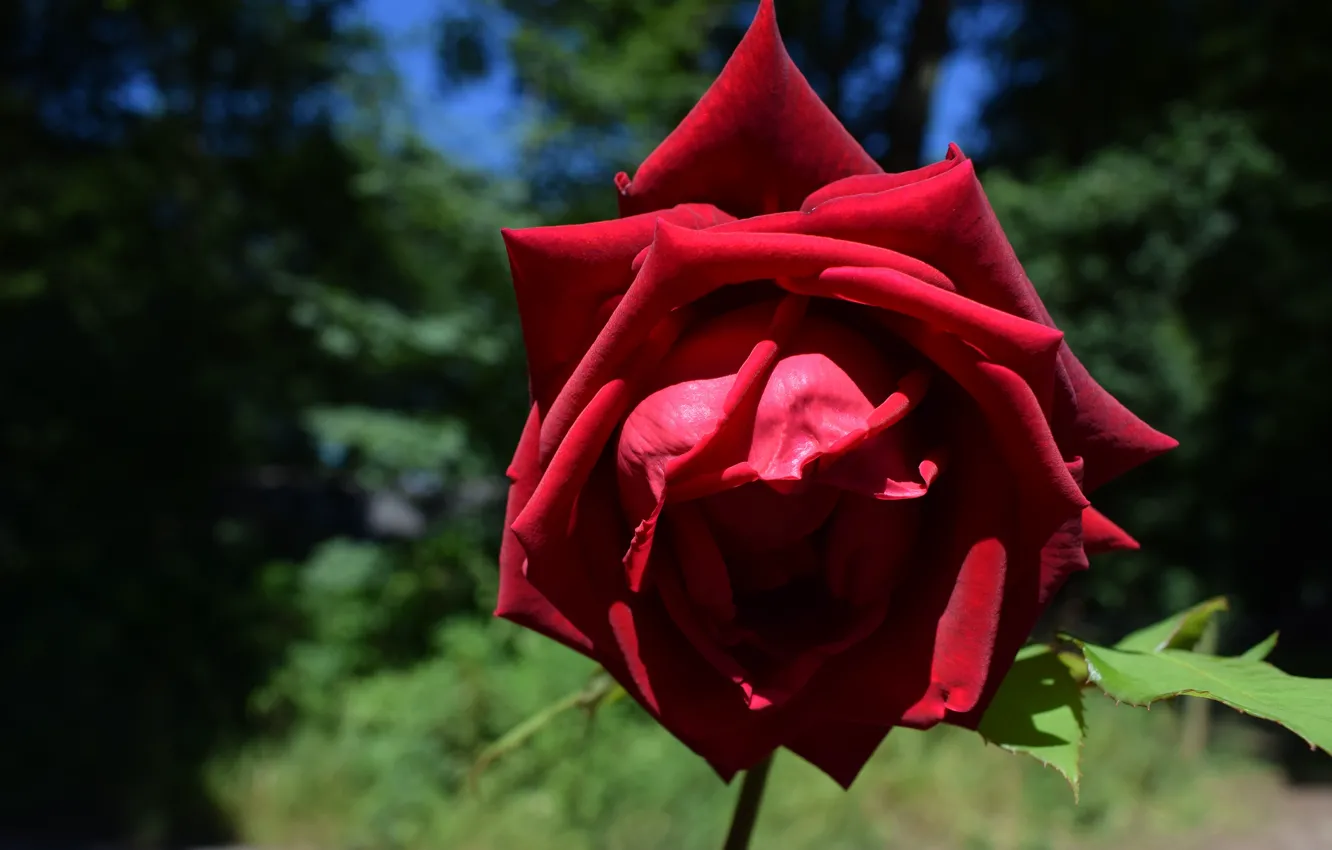 Фото обои цветок, свет, природа, темный фон, роза, лепестки, бутон, красная
