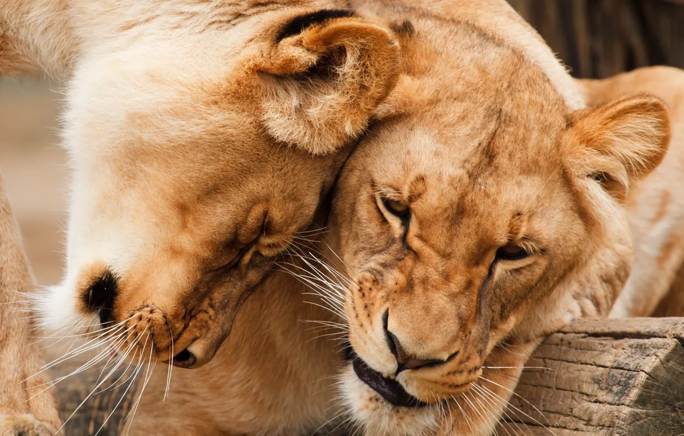 Фото обои животные, нежность, хищники, пара, львы