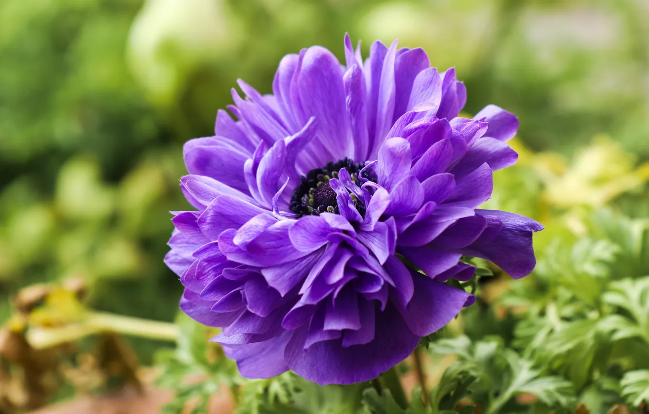 Фото обои цветок, фиолетовый, макро, яркий, фон, анемона