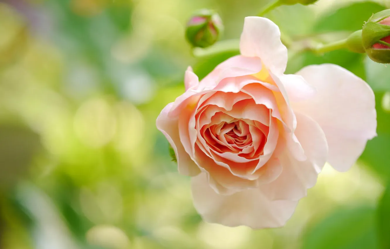 Фото обои цветок, макро, роза, кремовая