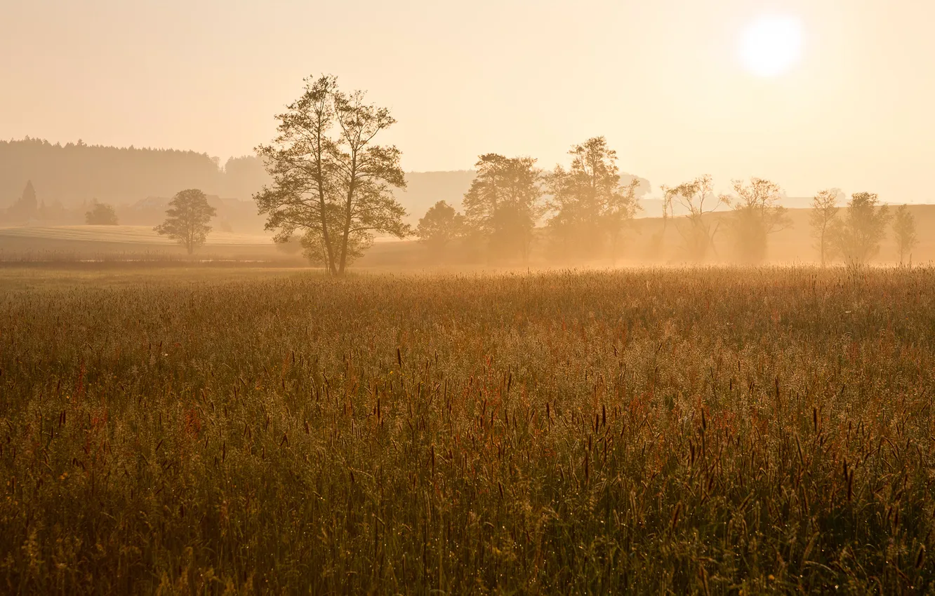 Фото обои поле, солнце, деревья, туман, рассвет, утро, дымка, швейцария