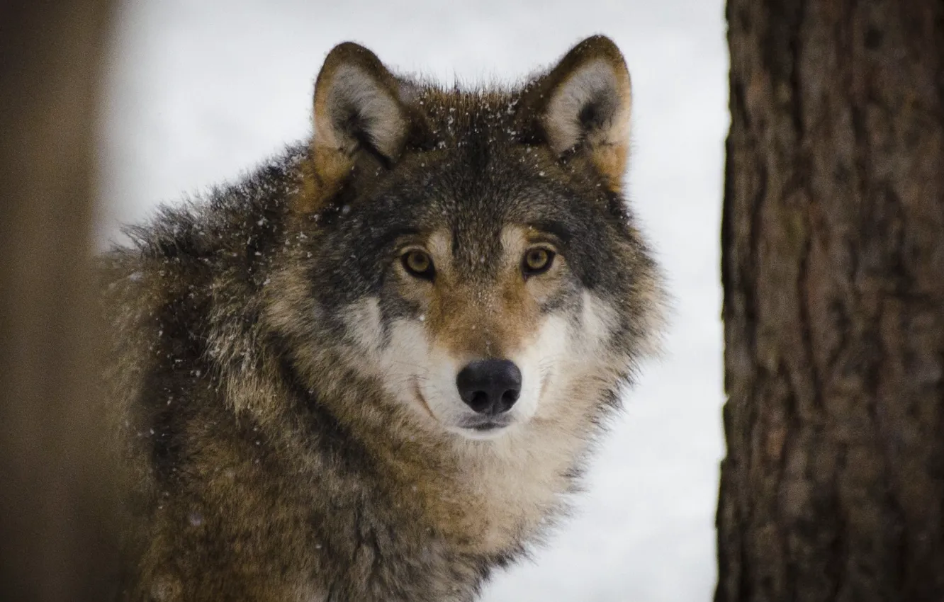 Фото обои winter, predators, wildlife, brown and white wolf beside brown tree