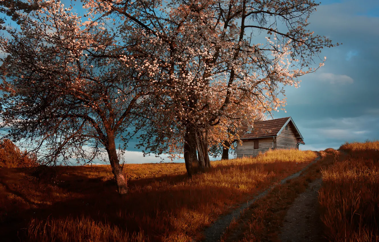 Фото обои дорога, деревья, дом, весна, цветение, cottage, Amir Bajrich