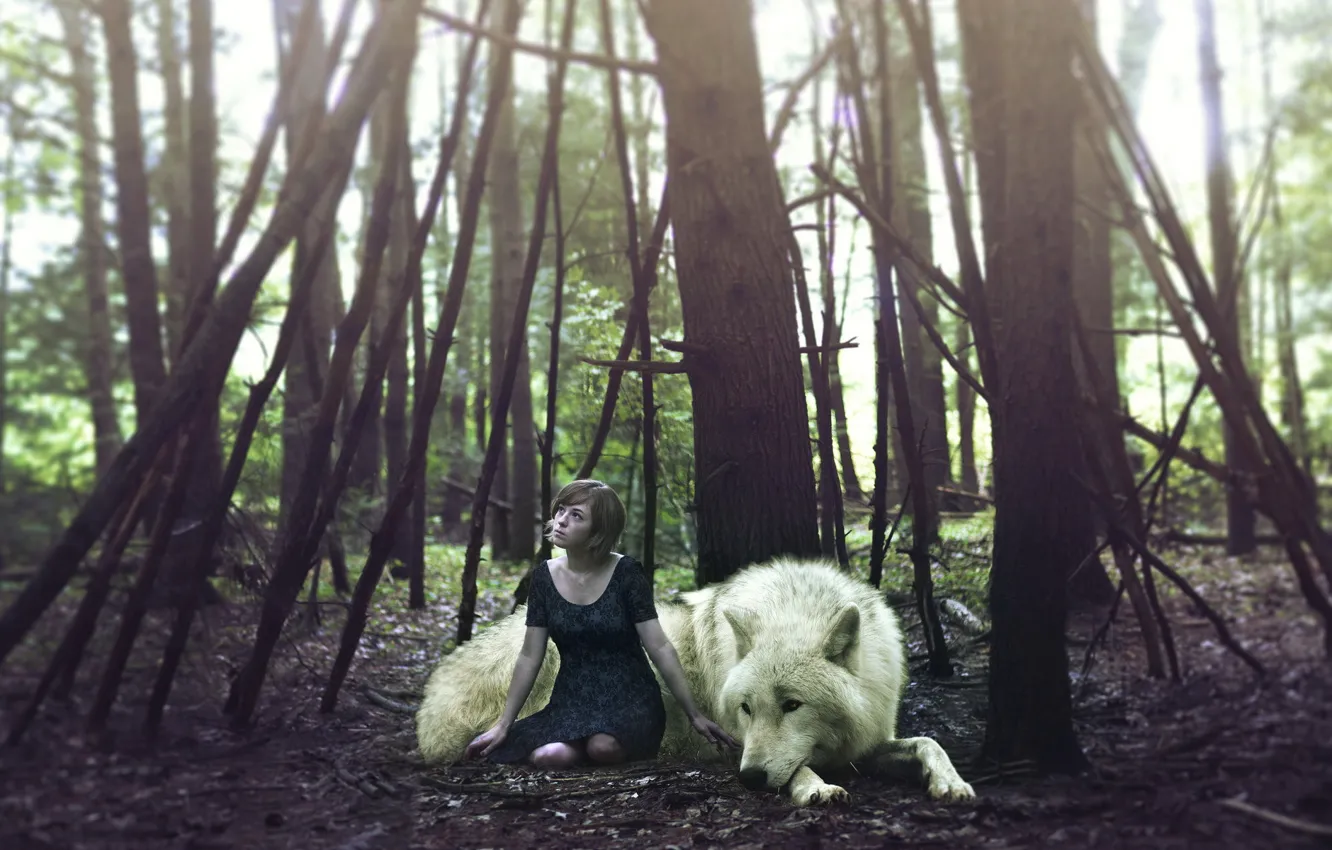 Фото обои лес, девушка, волк