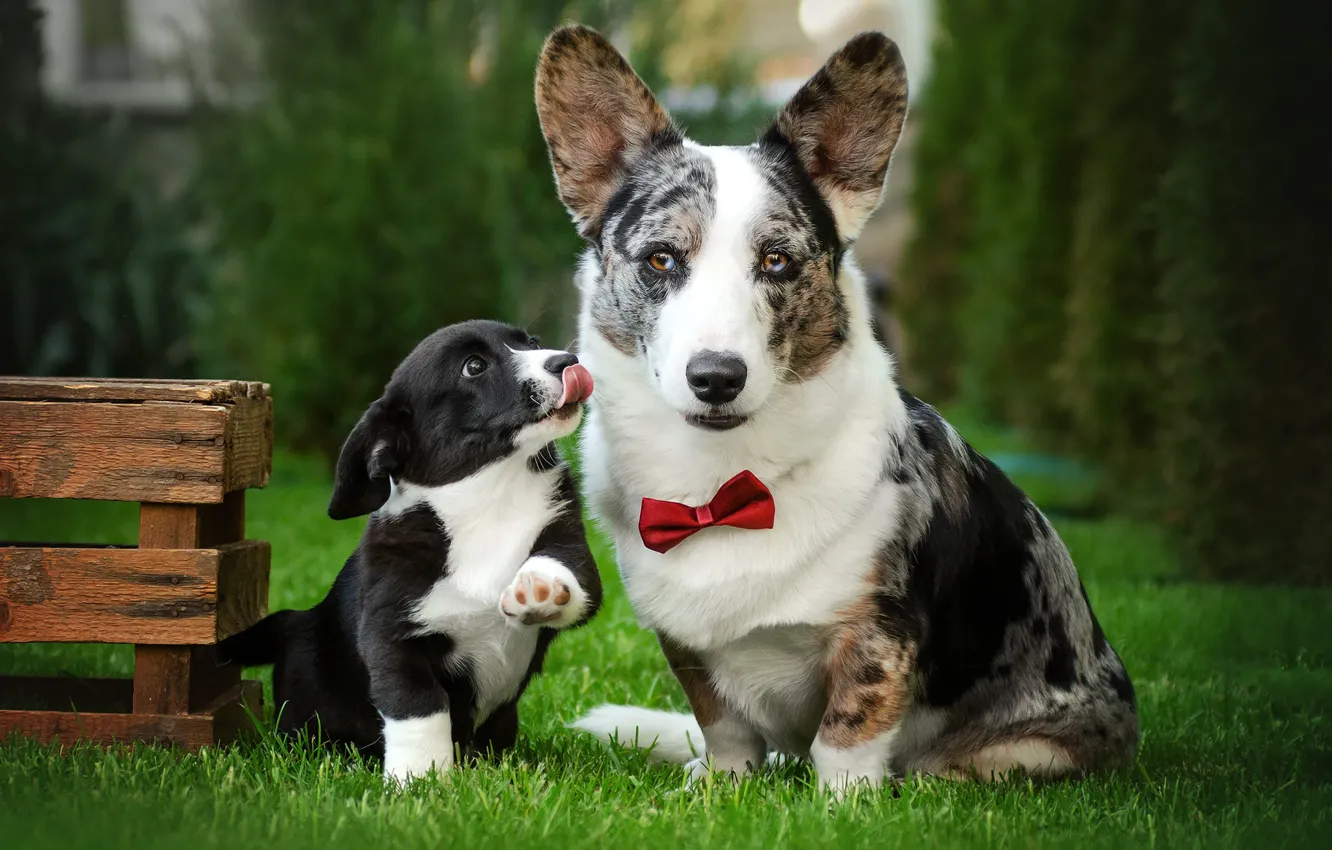 Фото обои собаки, трава, взгляд, газон, щенок, ящик, мордашка, галстук-бабочка