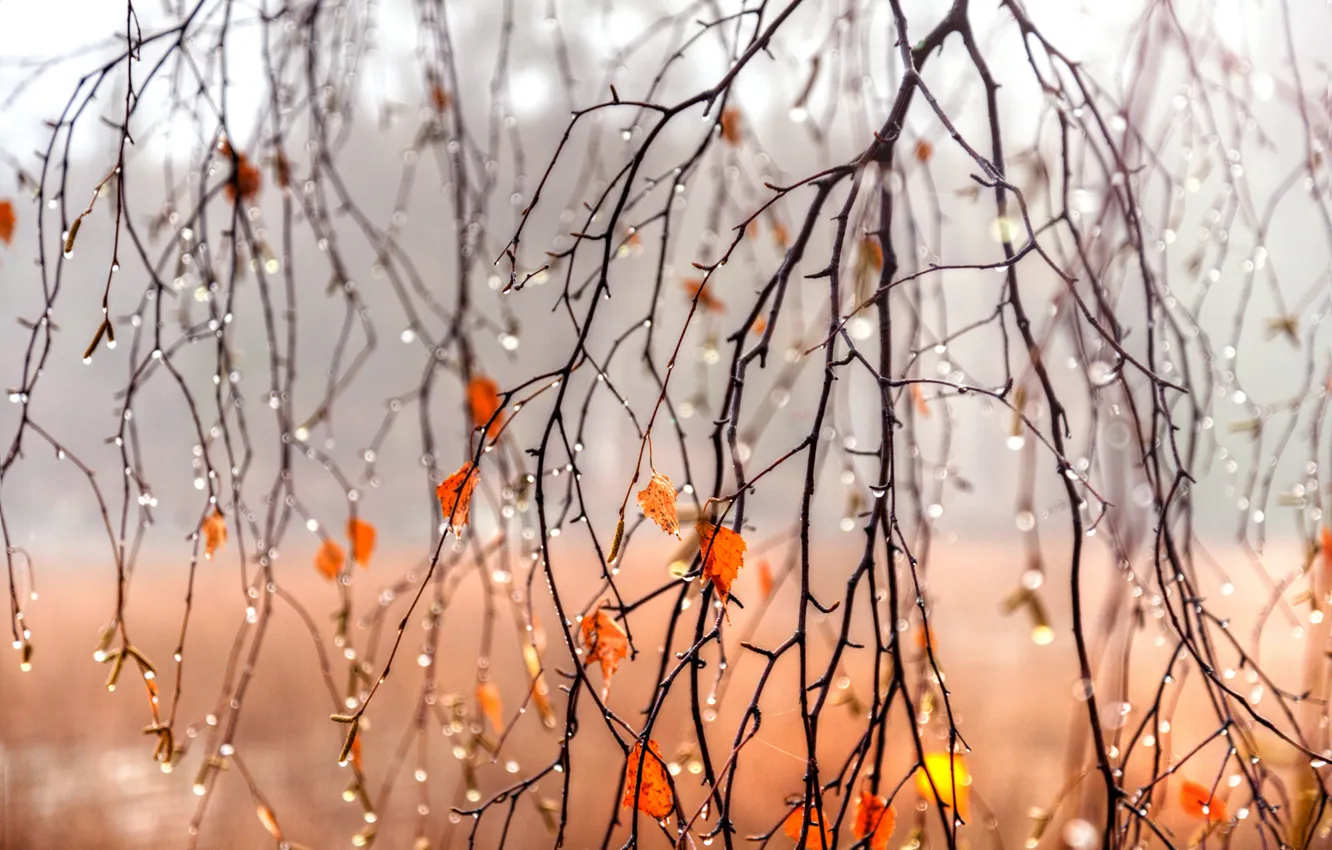 Фото обои осень, листья, капли, ветки