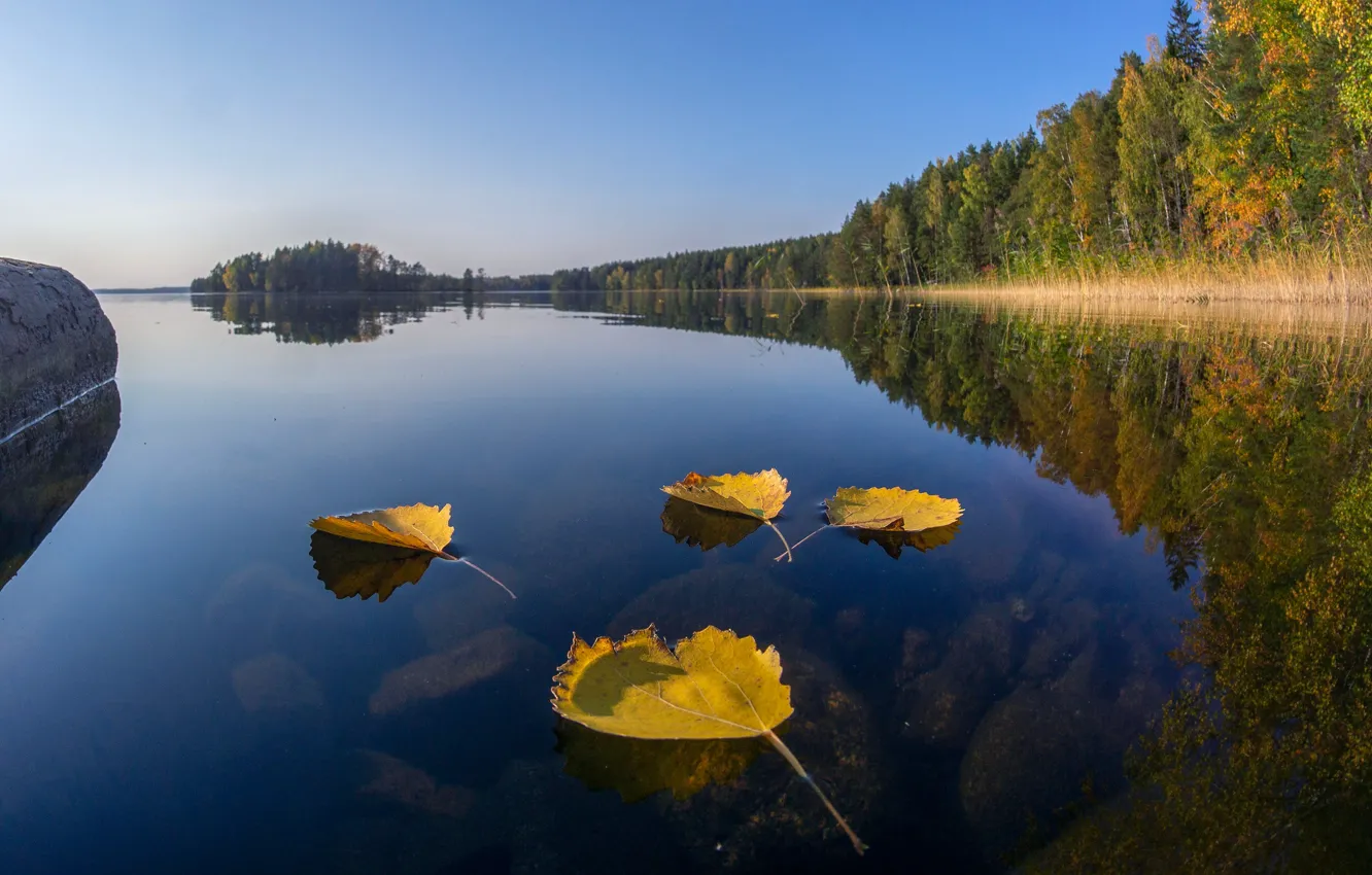 Фото обои осень, лес, листья, озеро, отражение, Финляндия, Finland, Озеро Кариярви