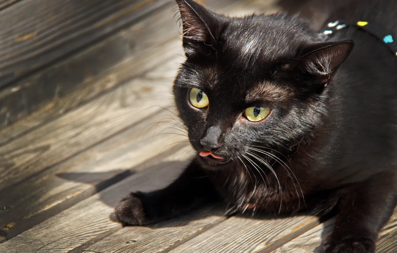 Фото обои животные, кот, чёрный, доски, кошки