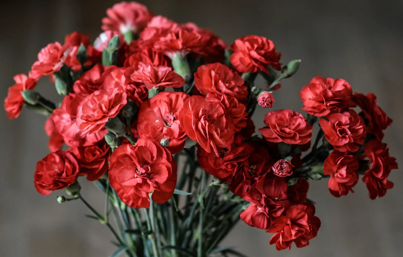 Фото обои букет цветов, флора, flora, bouquet of flowers, красные гвоздики, red carnations, Monicore