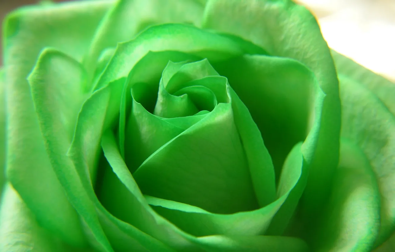 Фото обои цветы, green, роза, красота, лепестки, flower, Rose, зелёная