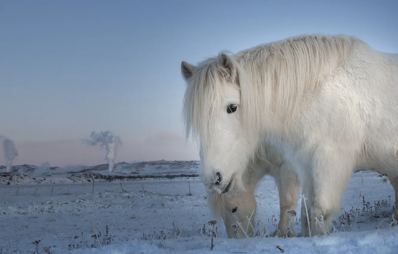Фото обои twilight, sunset, steam, winter, snow, horses, dusk, freeze