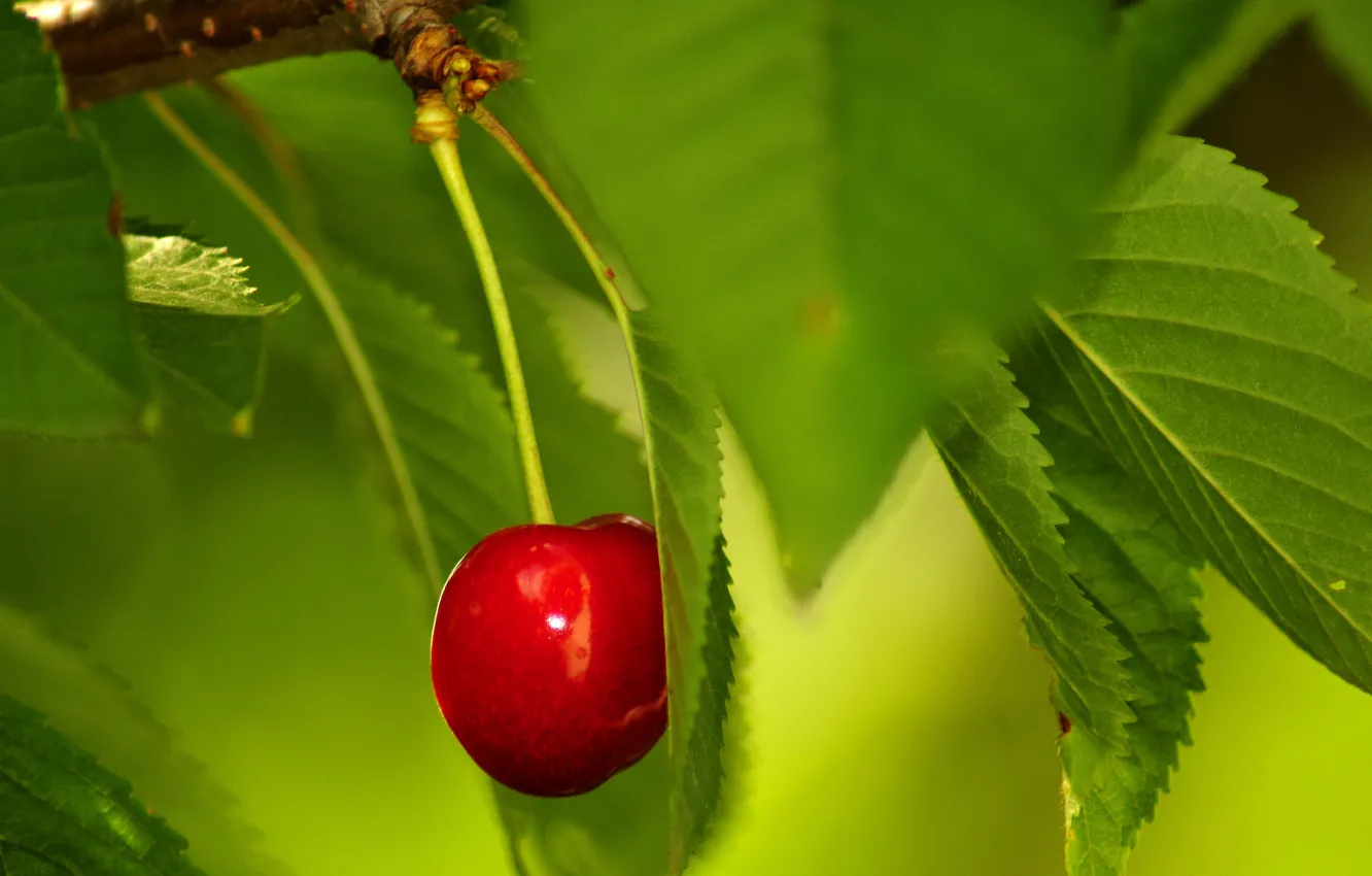 Фото обои листья, ягода, зеленые, красная, черешня, одинокая, спелая