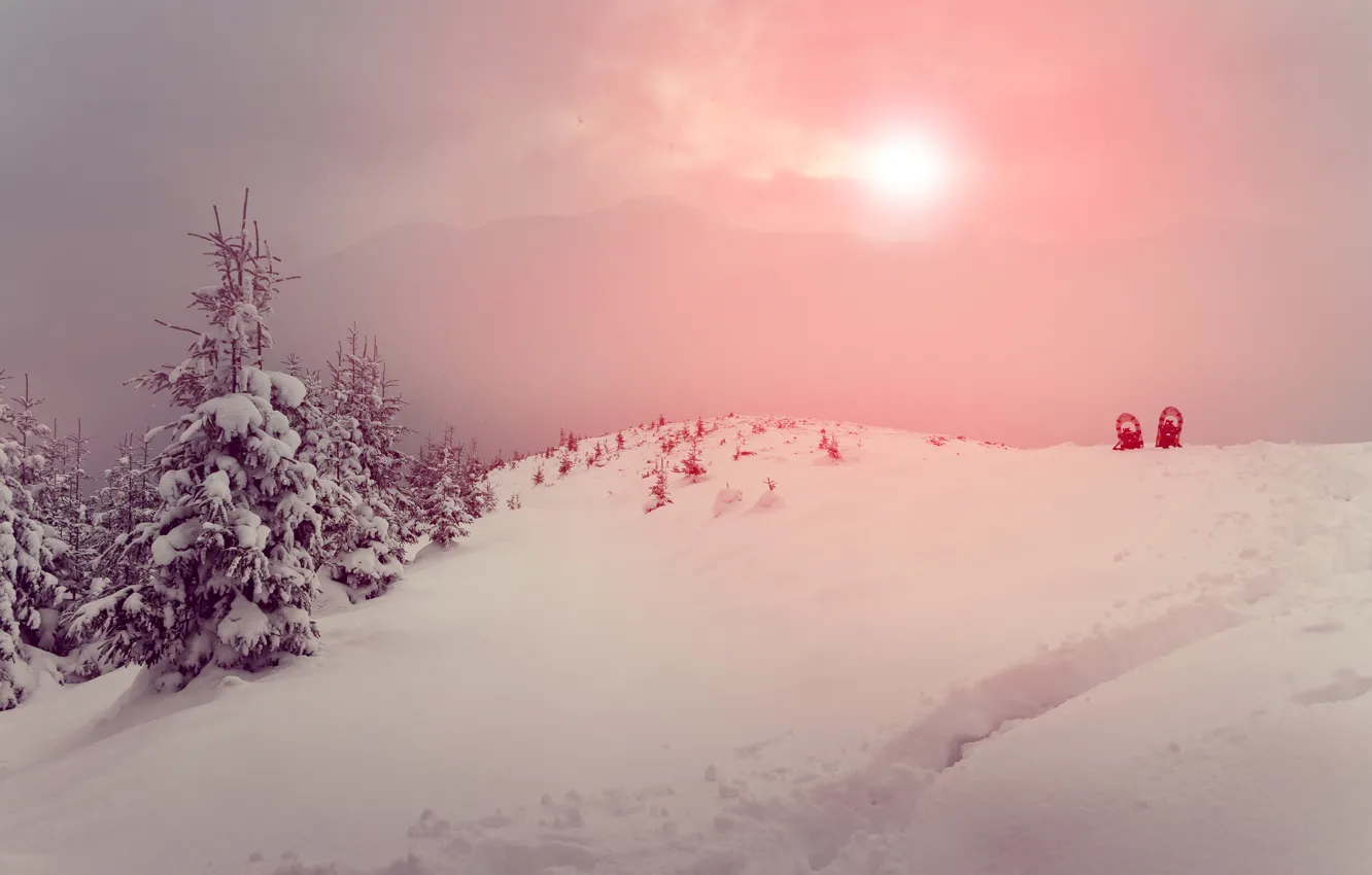 Фото обои зима, солнце, снег, горы, туман, елки