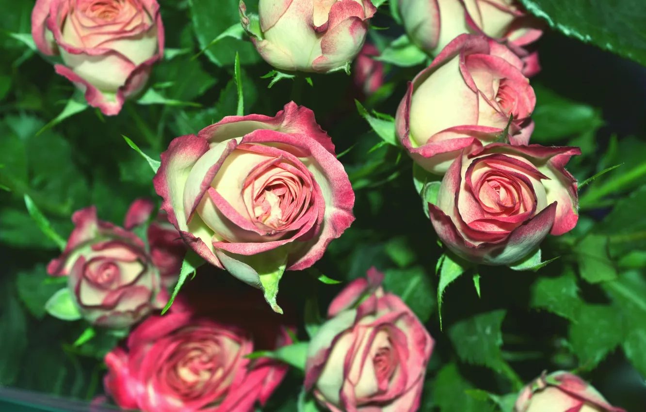 Фото обои розы, букет, розовые, мелкие