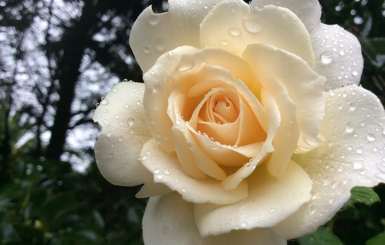 Фото обои размытый задний фон, белая роза, в каплях