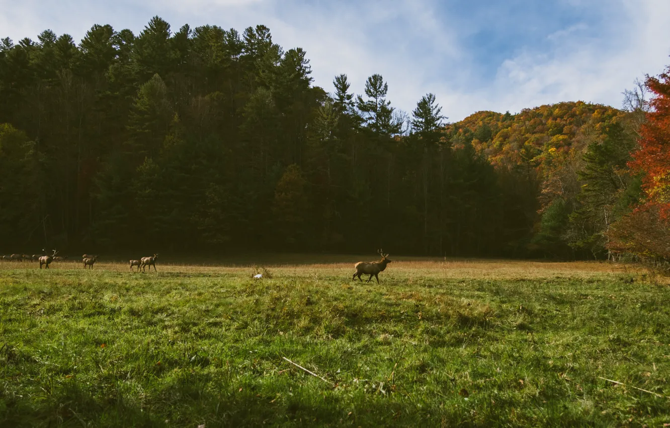 Фото обои USA, grass, forest, United States, trees, wood, valley, deer