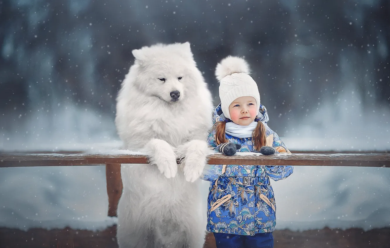 Фото обои зима, животное, собака, девочка, ребёнок, пёс, самоед, Ксения Лысенкова