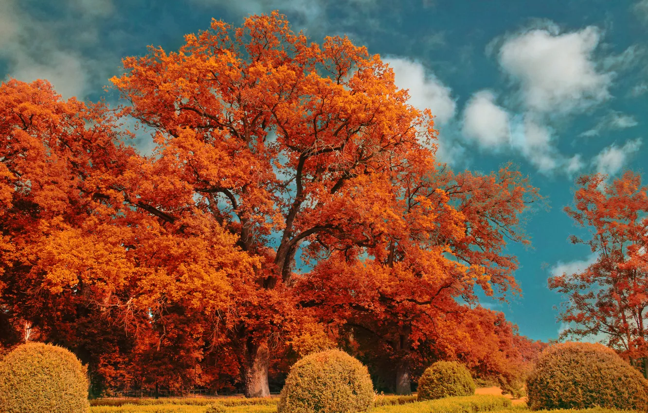 Фото обои осень, деревья, Природа, обработка, trees, nature, autumn, fall