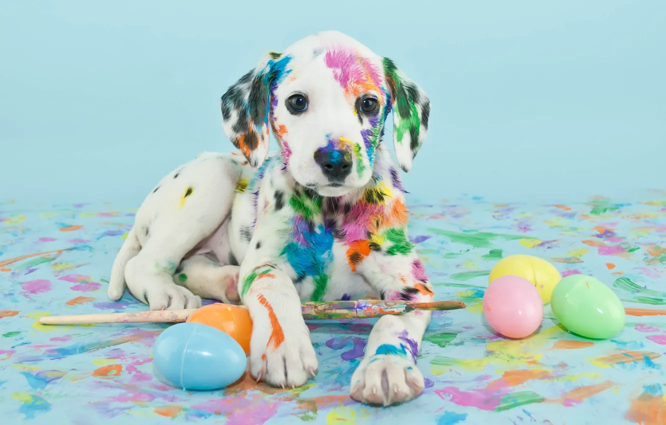 Фото обои краски, яйца, щенок, кисти