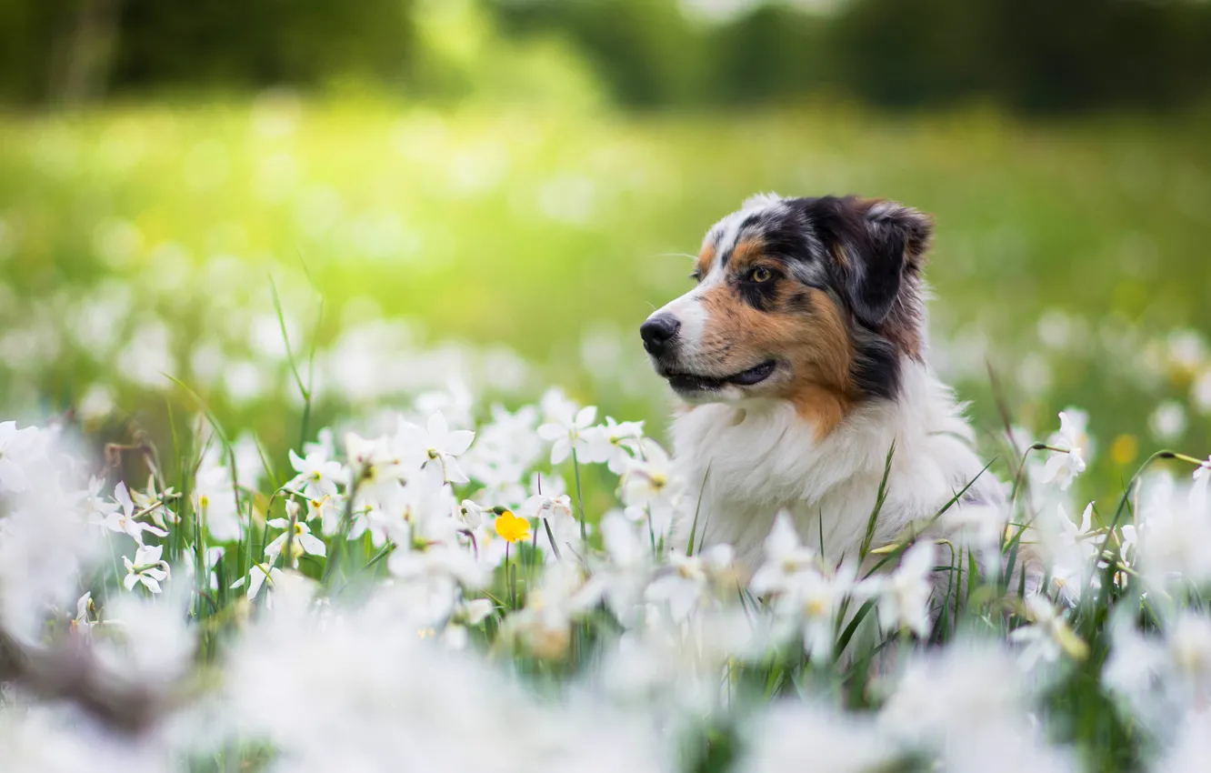 Фото обои морда, цветы, поляна, портрет, собака, весна, нарциссы, аусси