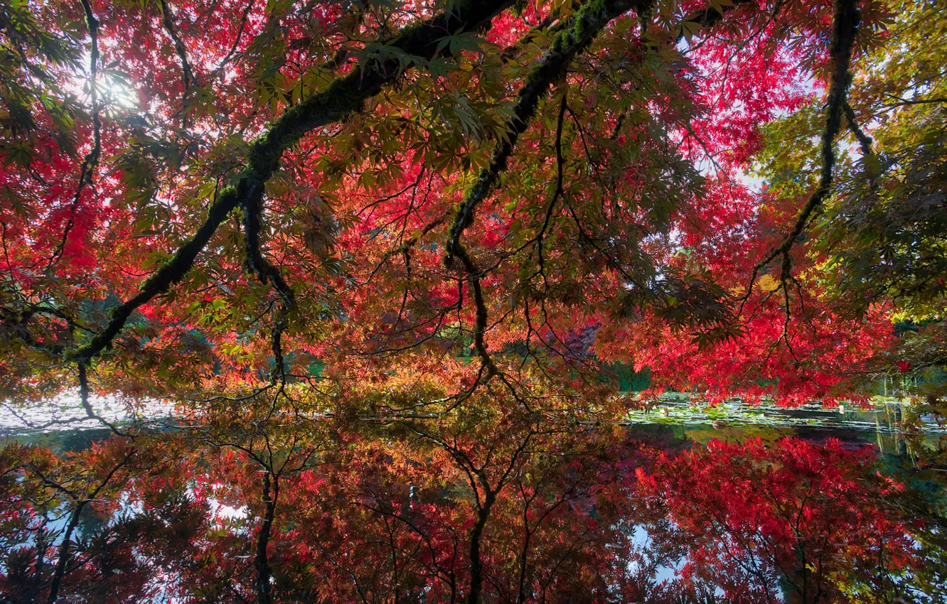 Фото обои осень, листья, деревья, ветки, пруд, парк, листва, Канада