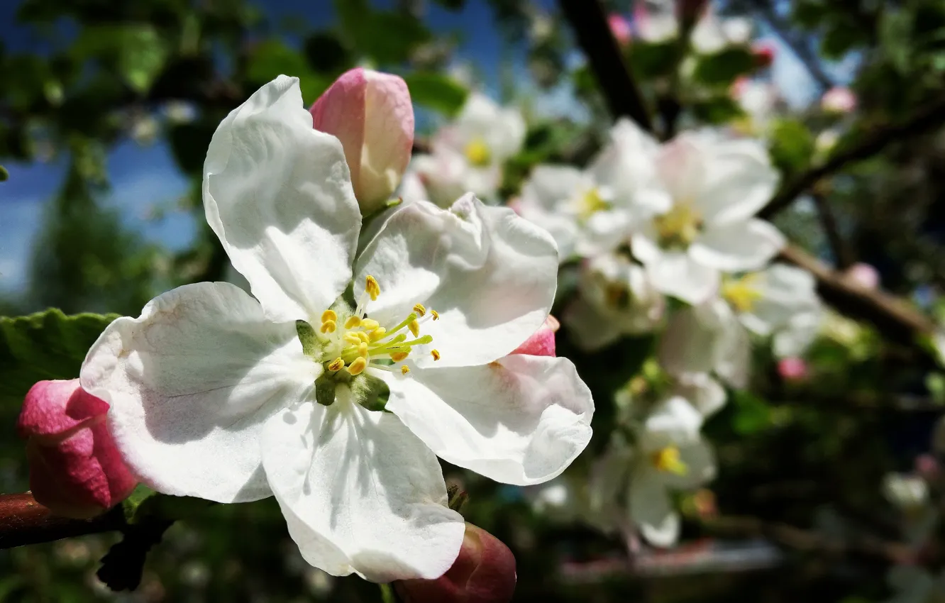 Фото обои цветок, весна, яблоня