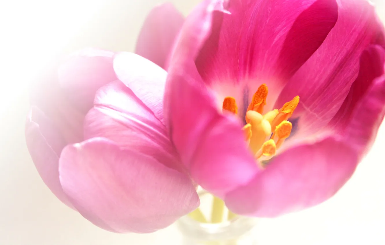 Фото обои цветок, природа, тюльпан, лепестки