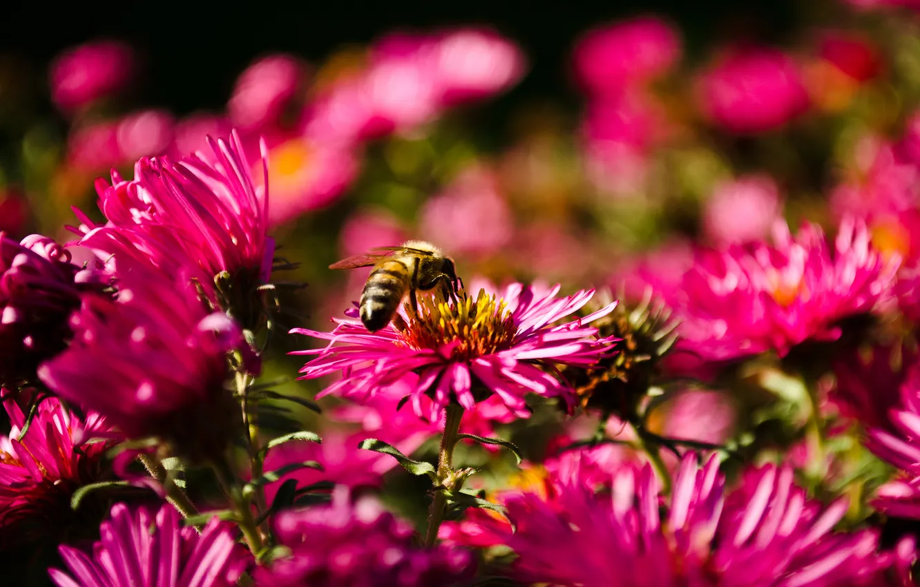 Фото обои осень, макро, цветы, пчела