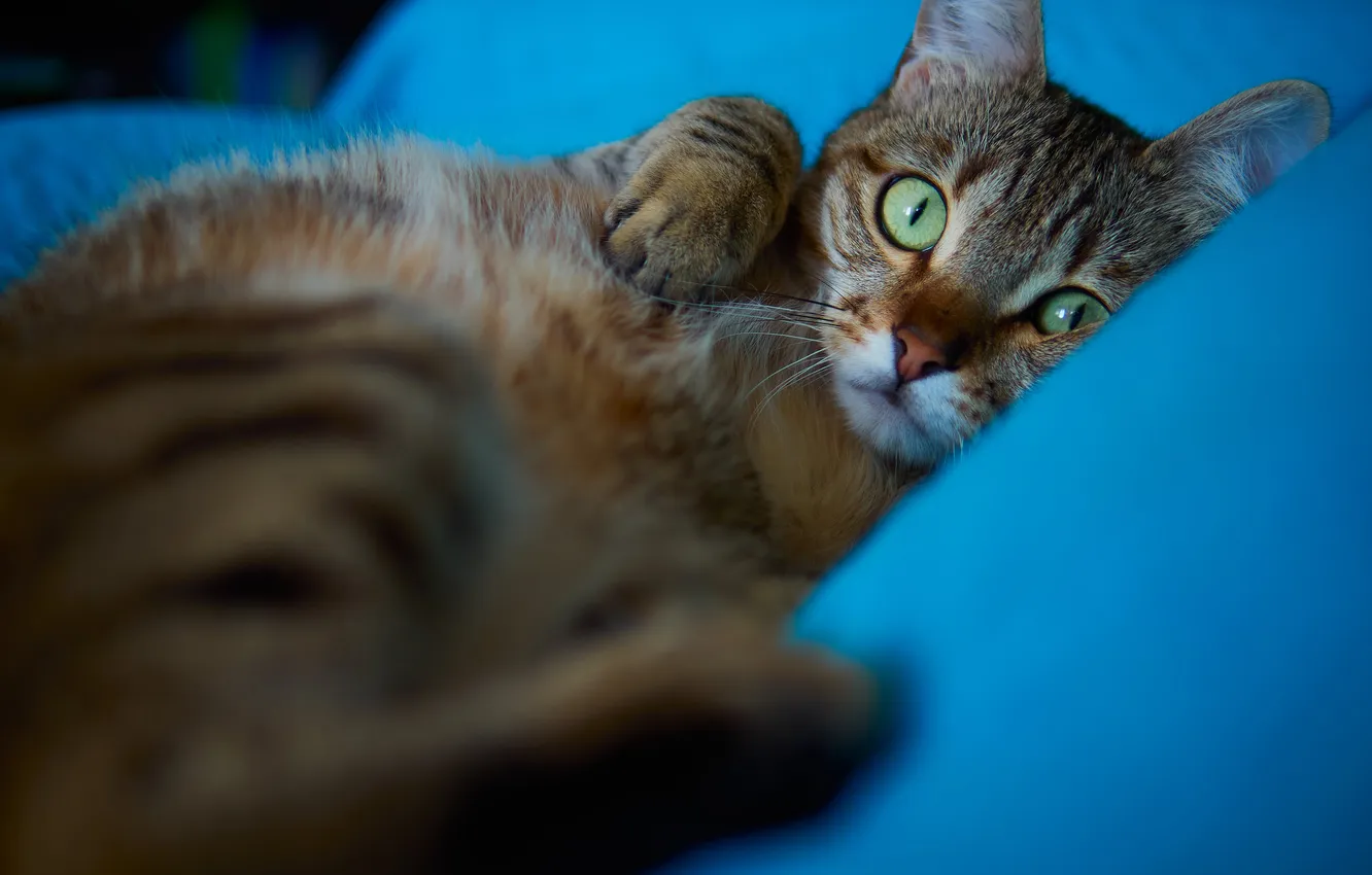 Фото обои кошка, кот, взгляд, поза, мордашка