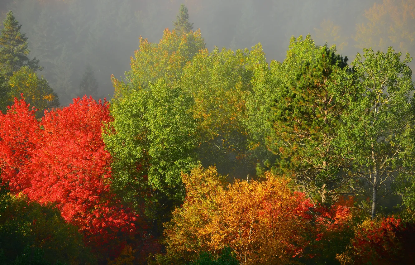 Фото обои осень, лес, деревья, туман, утро