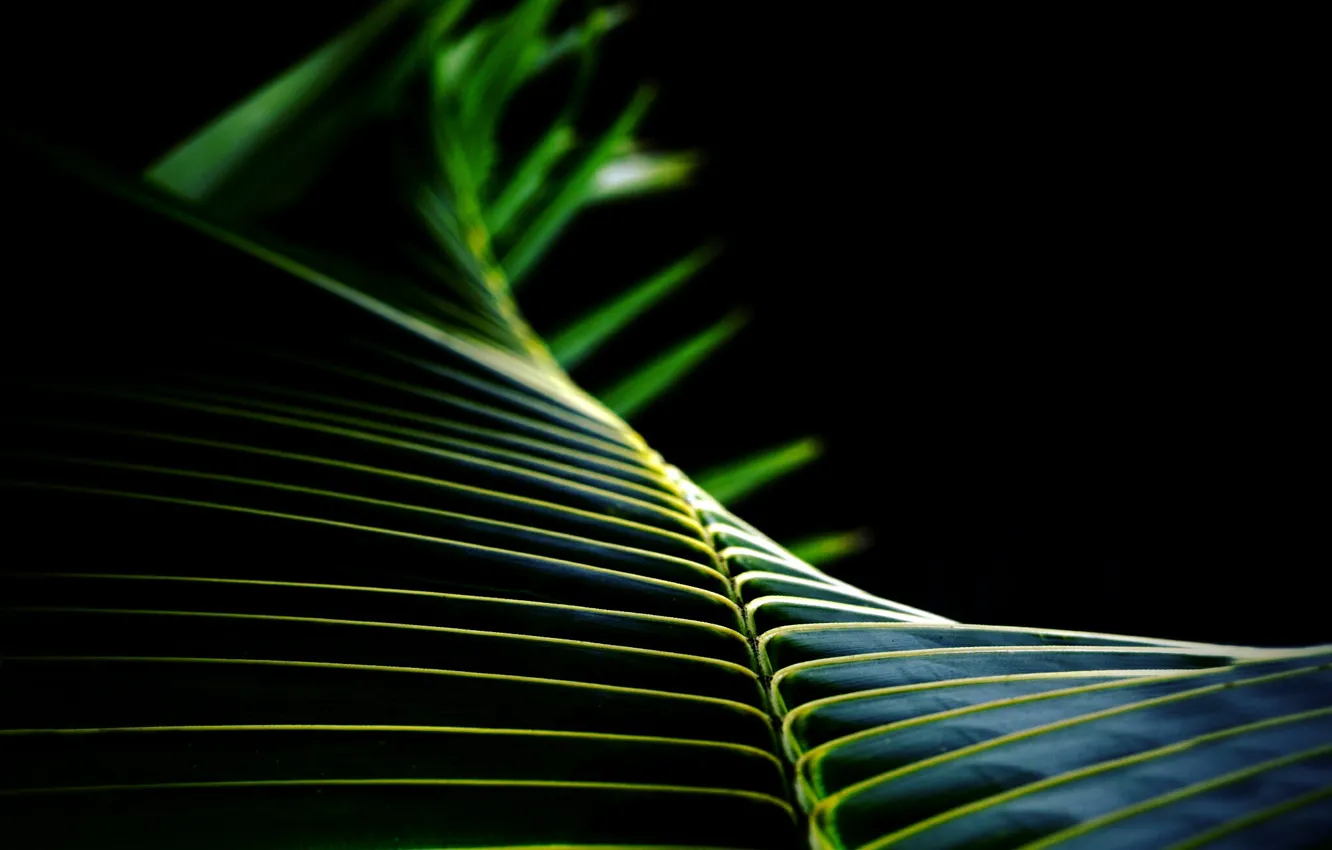 Фото обои лист, пальма, фон, черный