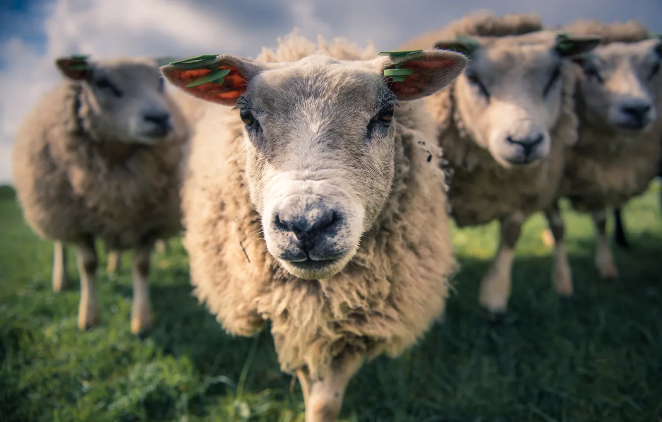 Фото обои овцы, весна, утро, Луг