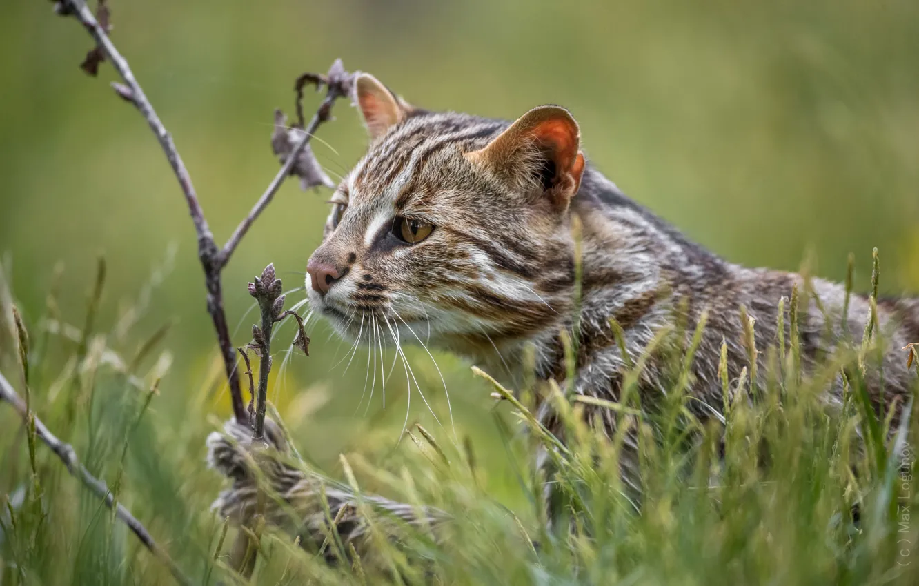 Фото обои трава, ветка, мордашка, дикая кошка, Лесной кот, Лесная кошка, Максим Логунов