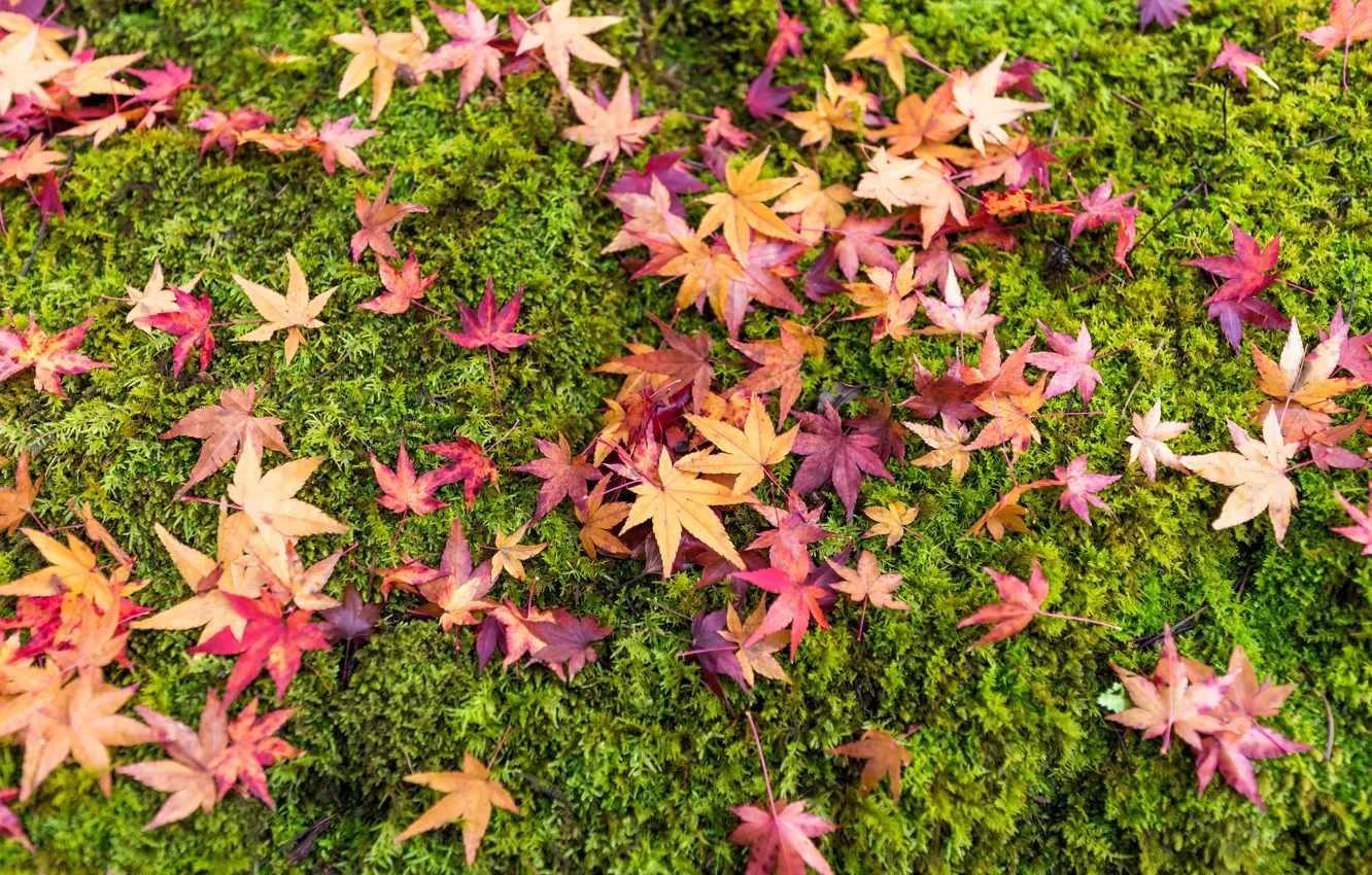 Фото обои осень, трава, листья, фон, colorful, grass, background, autumn