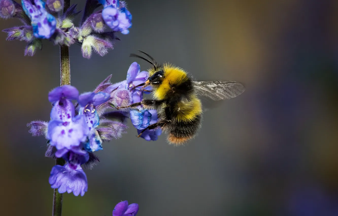 Фото обои макро, крупный план, природа, пчела, насекомое, размытый фон, цеток, сбор нектара