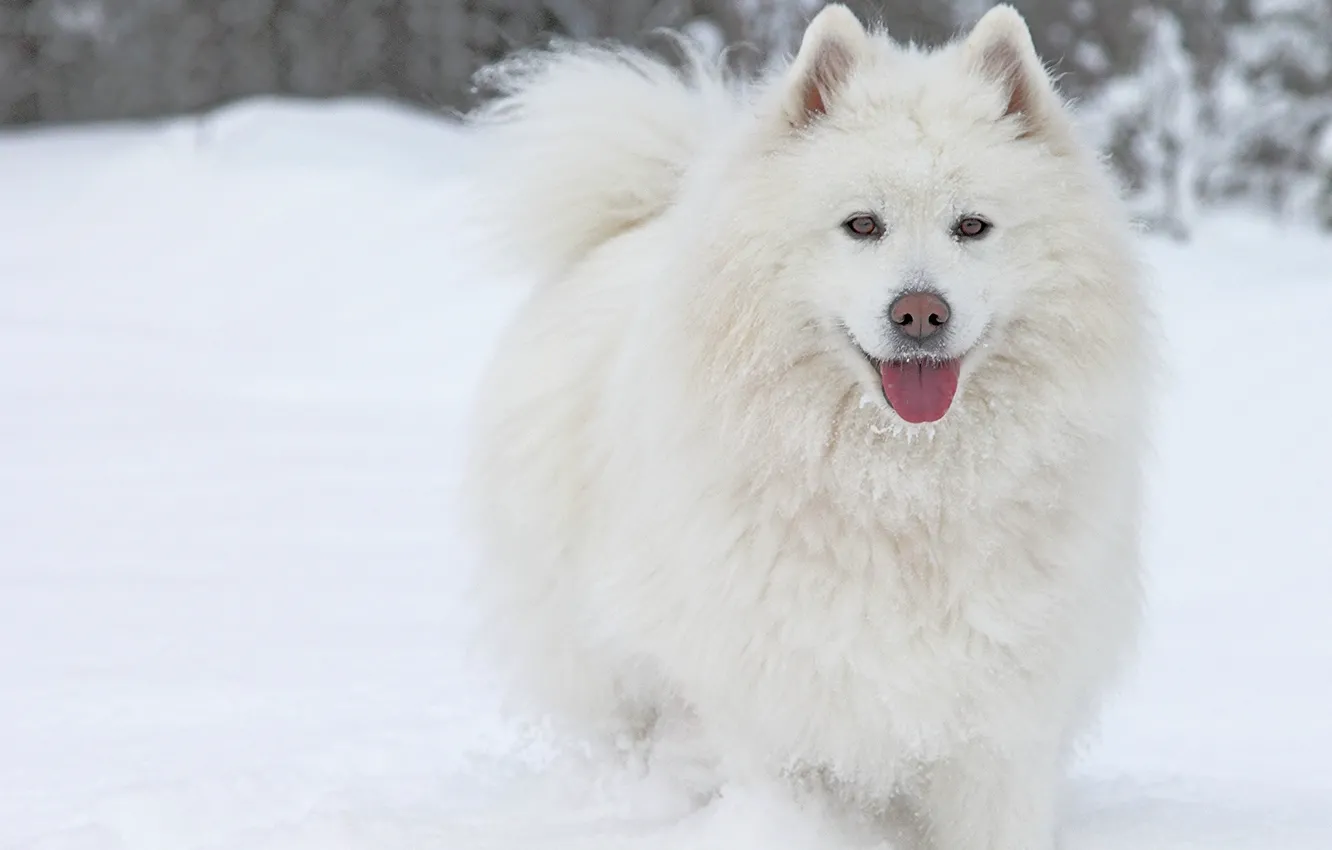 Фото обои зима, язык, снег, собака, самоед