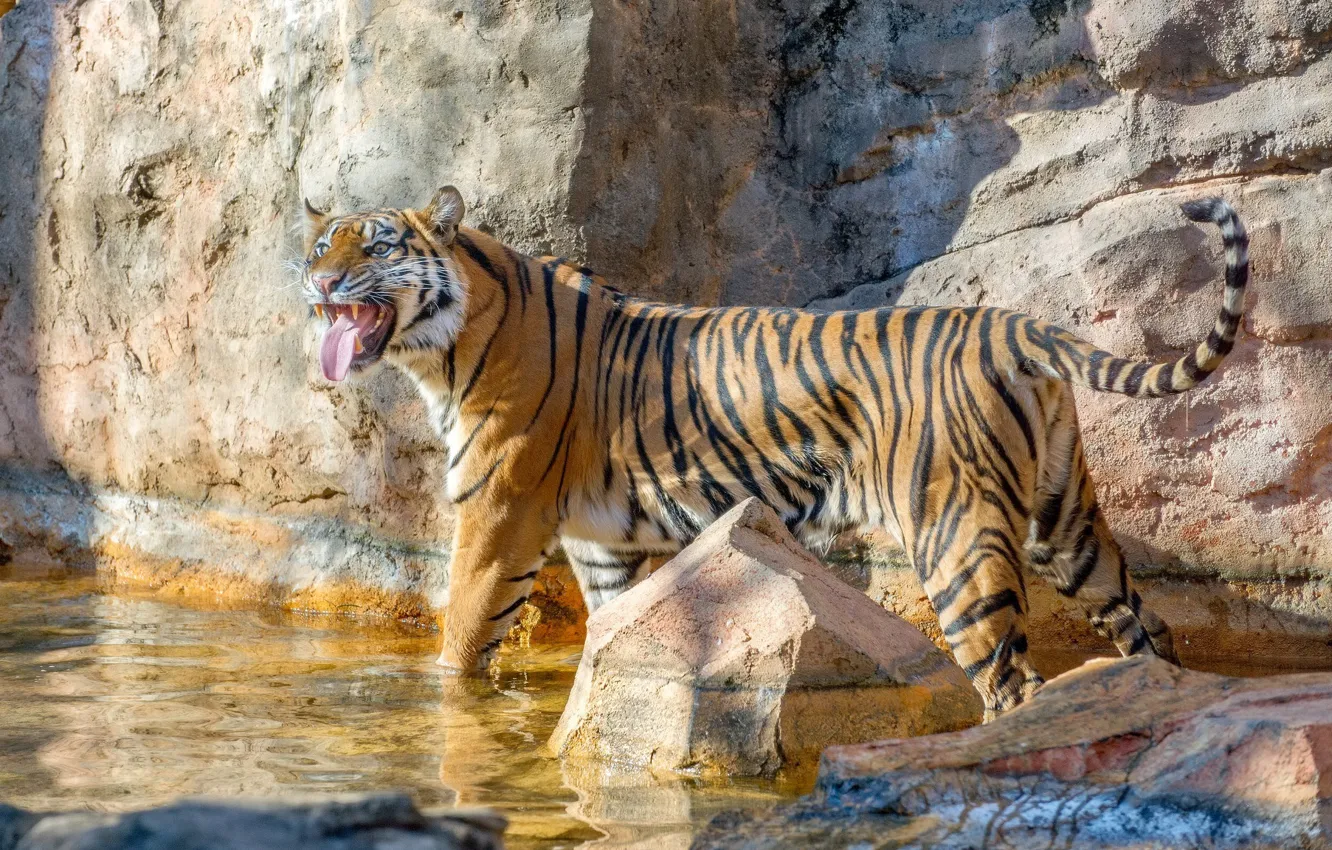 Фото обои язык, полоски, тигр, поза, хищник, купание, красавица, клыки