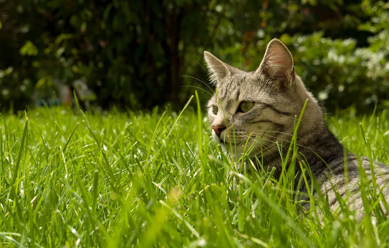 Фото обои кошка, трава, лежит