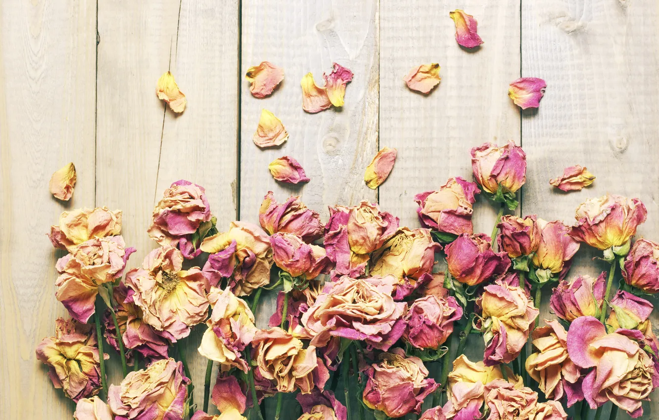 Фото обои розы, лепестки, wood, flowers, petals, roses