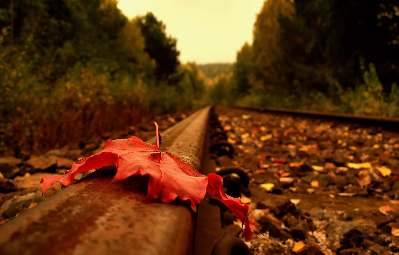 Фото обои дорога, осень, лист, рельсы