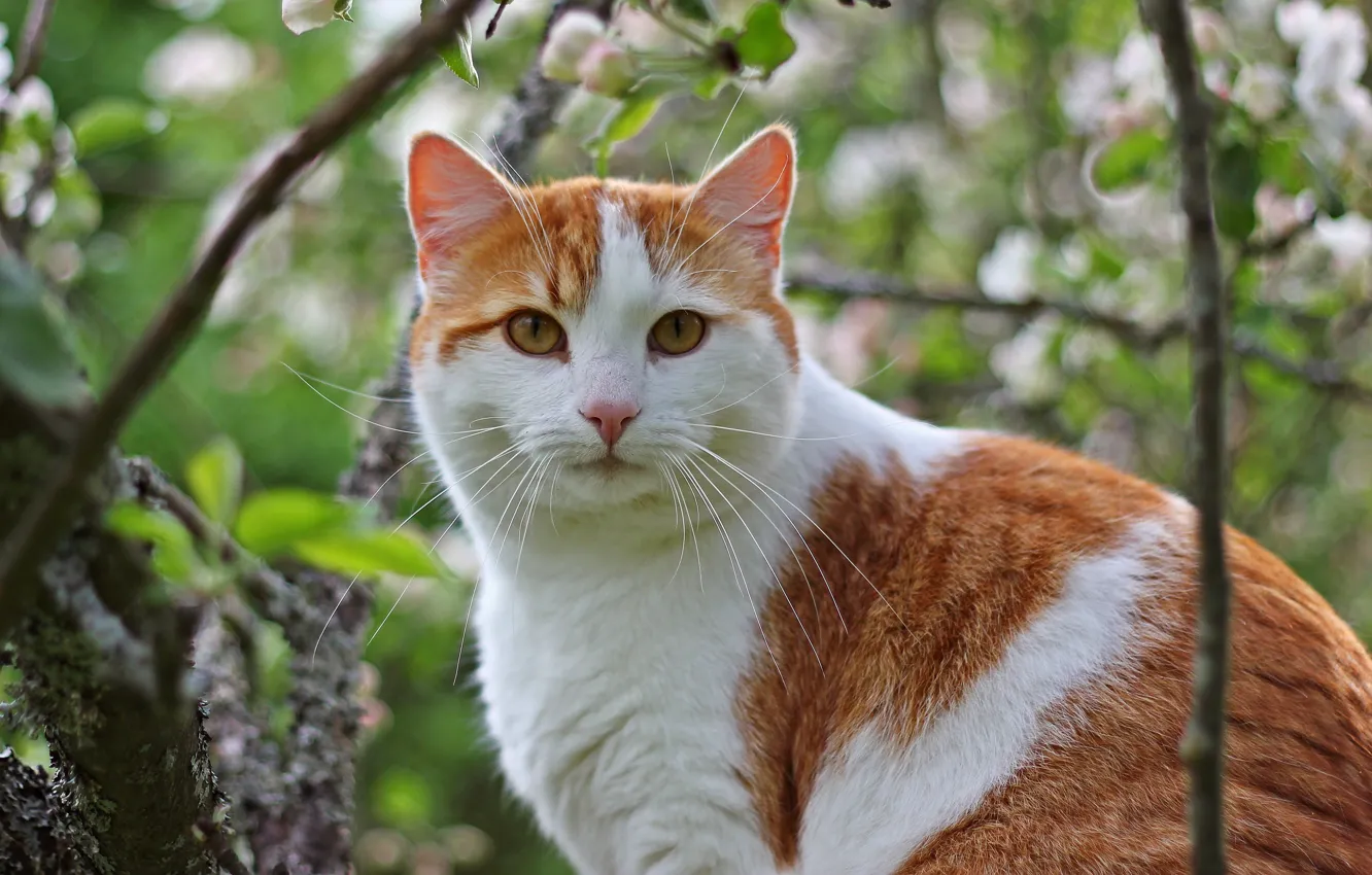 Фото обои кошка, кот, усы, морда, ветки, дерево, рыжий, котэ